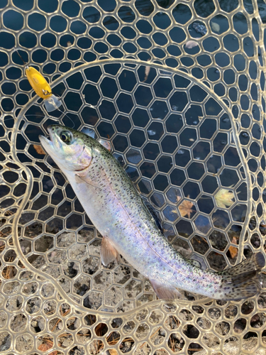 レインボートラウトの釣果