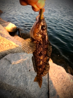 アイナメの釣果