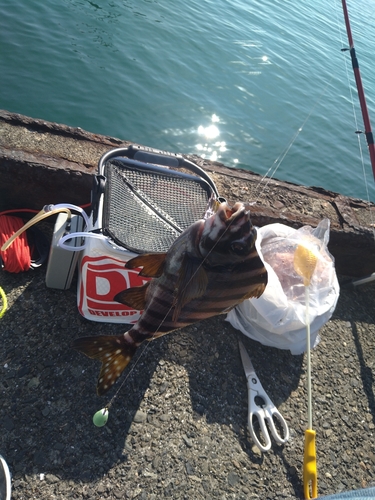 タカノハダイの釣果