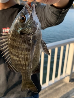 クロダイの釣果