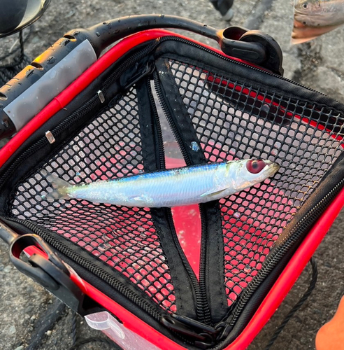 ウルメイワシの釣果