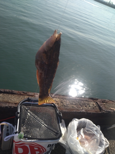 ホシササノハベラの釣果