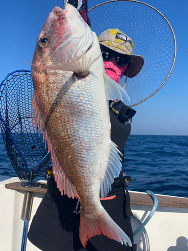 マダイの釣果