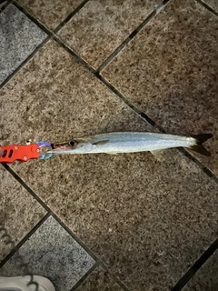 カマスの釣果