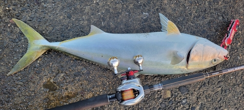 ブリの釣果