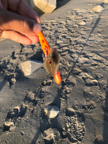 シタビラメの釣果