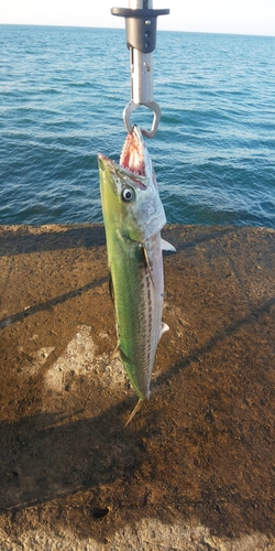 サゴシの釣果