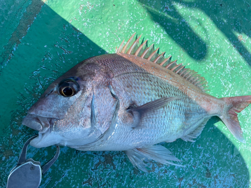 マダイの釣果