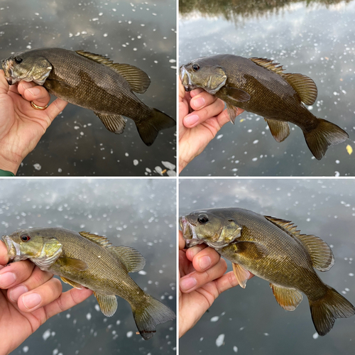 スモールマウスバスの釣果