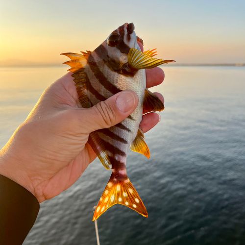 タカノハダイの釣果