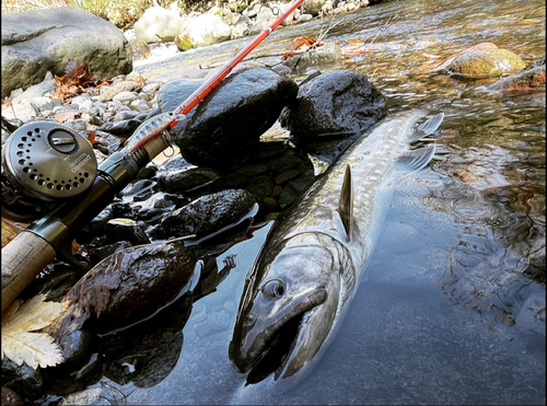 アメマスの釣果