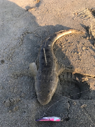 マゴチの釣果