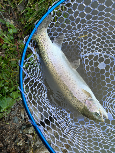 トラウトの釣果