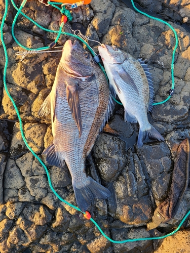 クロダイの釣果