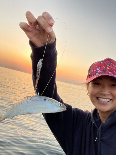 コノシロの釣果