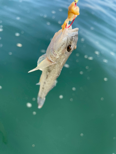 マハゼの釣果