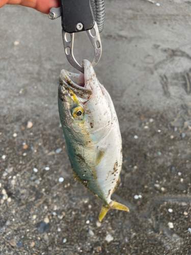 ワカシの釣果