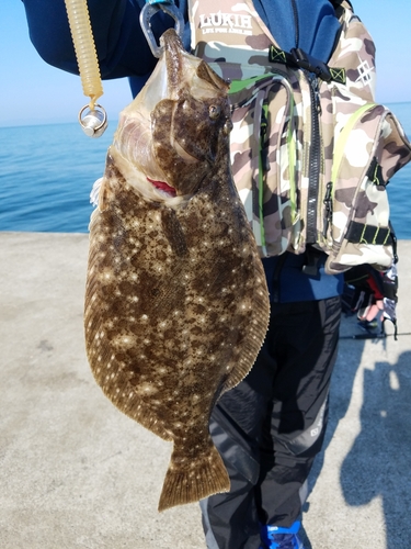 ヒラメの釣果