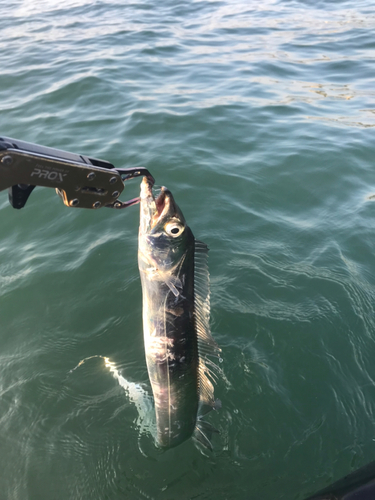 タチウオの釣果