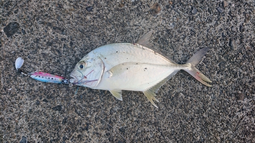 メッキの釣果