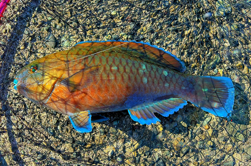 アオブダイの釣果