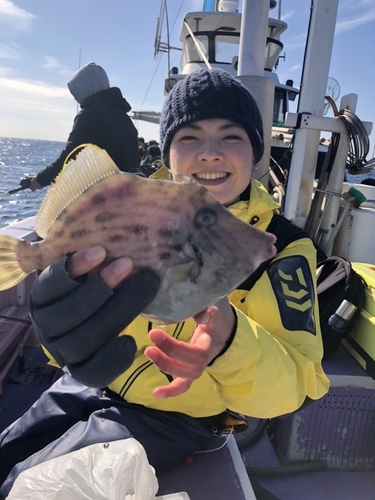 カワハギの釣果