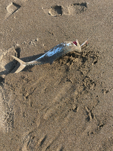 サゴシの釣果