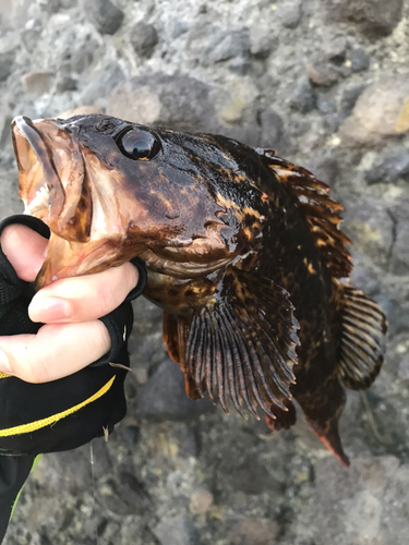 ベッコウゾイの釣果