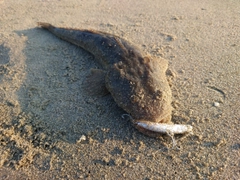 マゴチの釣果