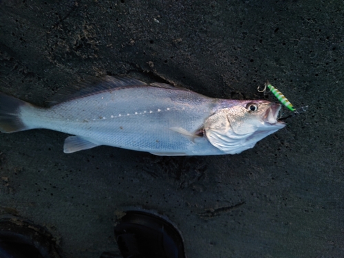 ニベの釣果