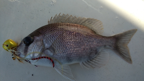 メイチダイの釣果