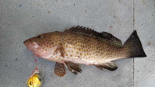 オオモンハタの釣果