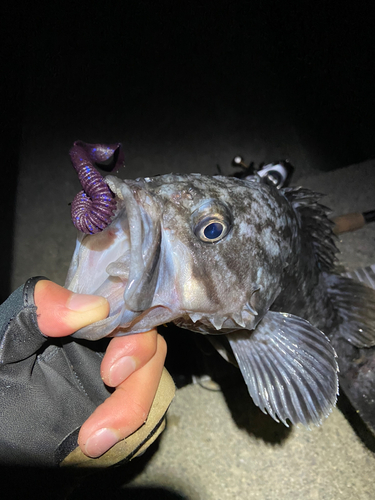 クロソイの釣果