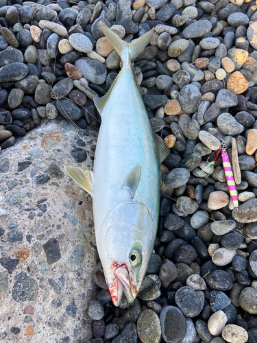 ハマチの釣果