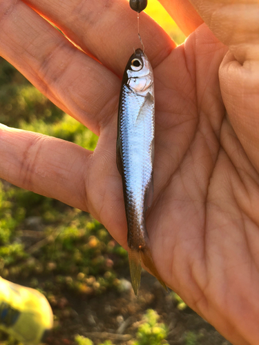 カワムツの釣果