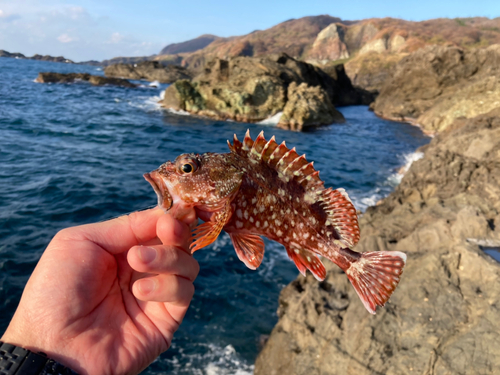 カサゴの釣果