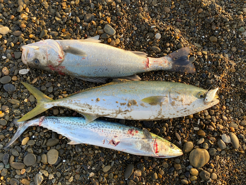 ワラサの釣果