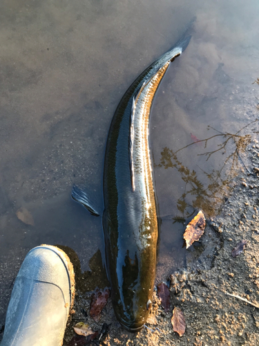 ライギョの釣果