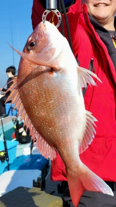 マダイの釣果