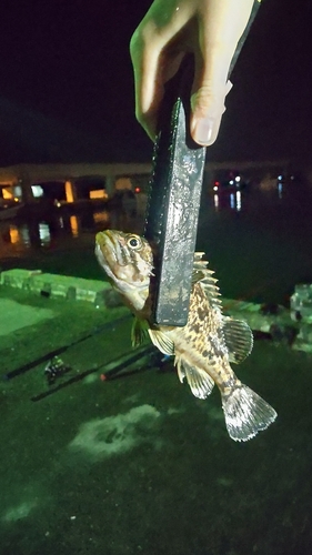 クロソイの釣果