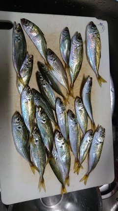 アジの釣果