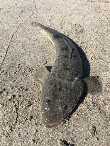 マゴチの釣果