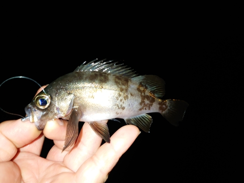 メバルの釣果