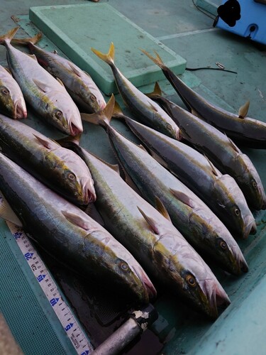 ハマチの釣果