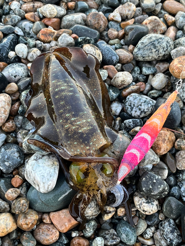 アオリイカの釣果