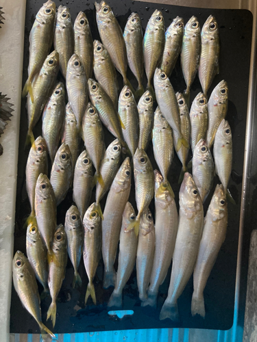 アジの釣果