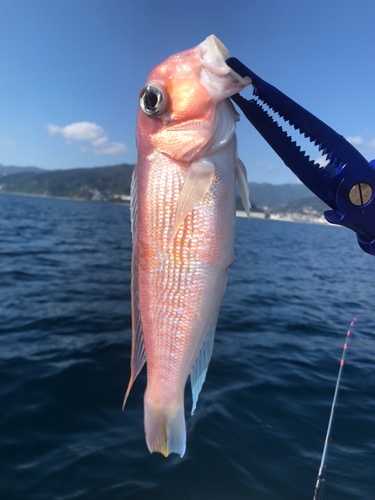 アマダイの釣果