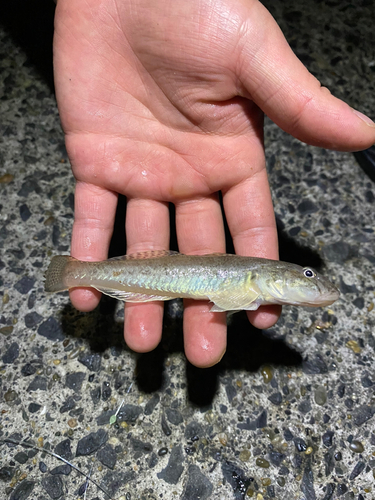 ハゼの釣果