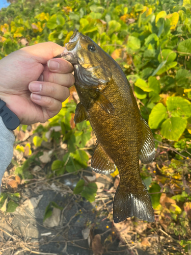 スモールマウスバスの釣果