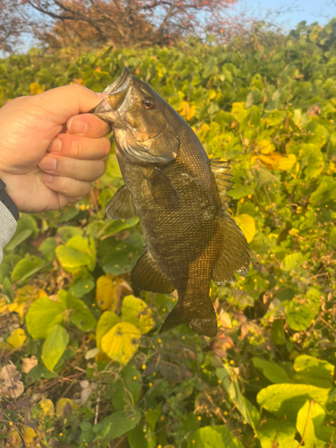 スモールマウスバスの釣果